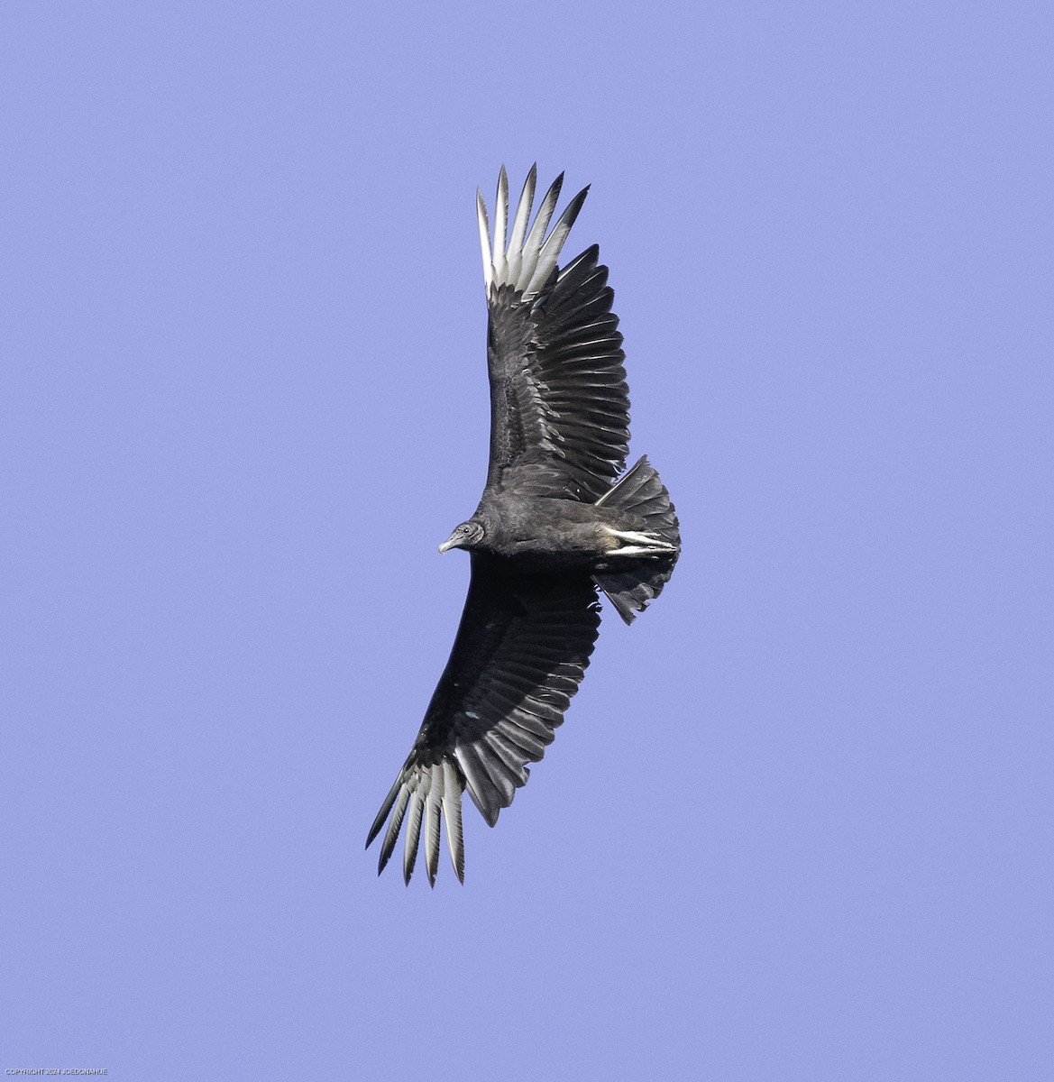Black Vulture - ML633917067