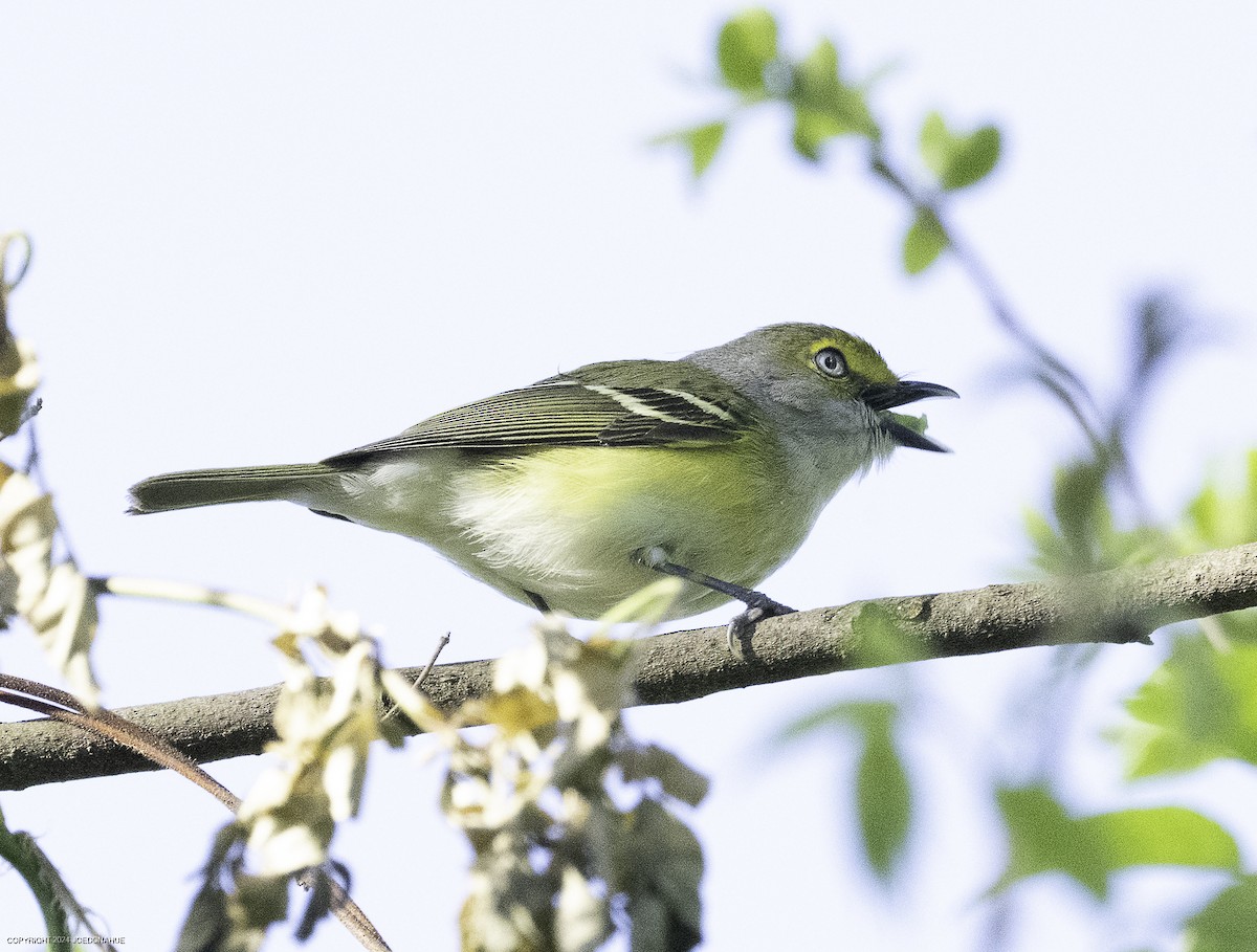 White-eyed Vireo - ML633917099