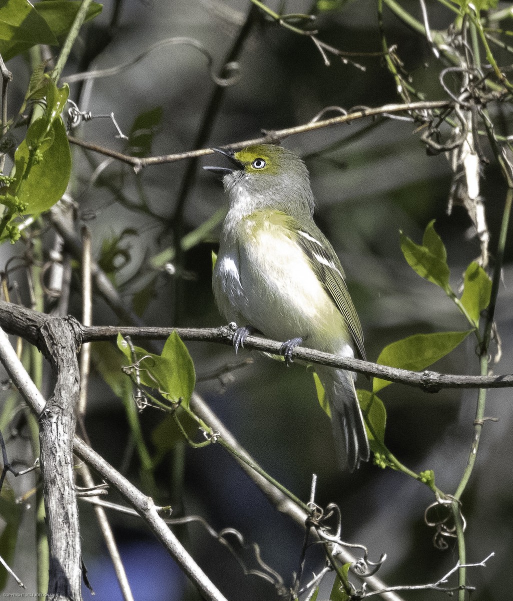 White-eyed Vireo - ML633917102
