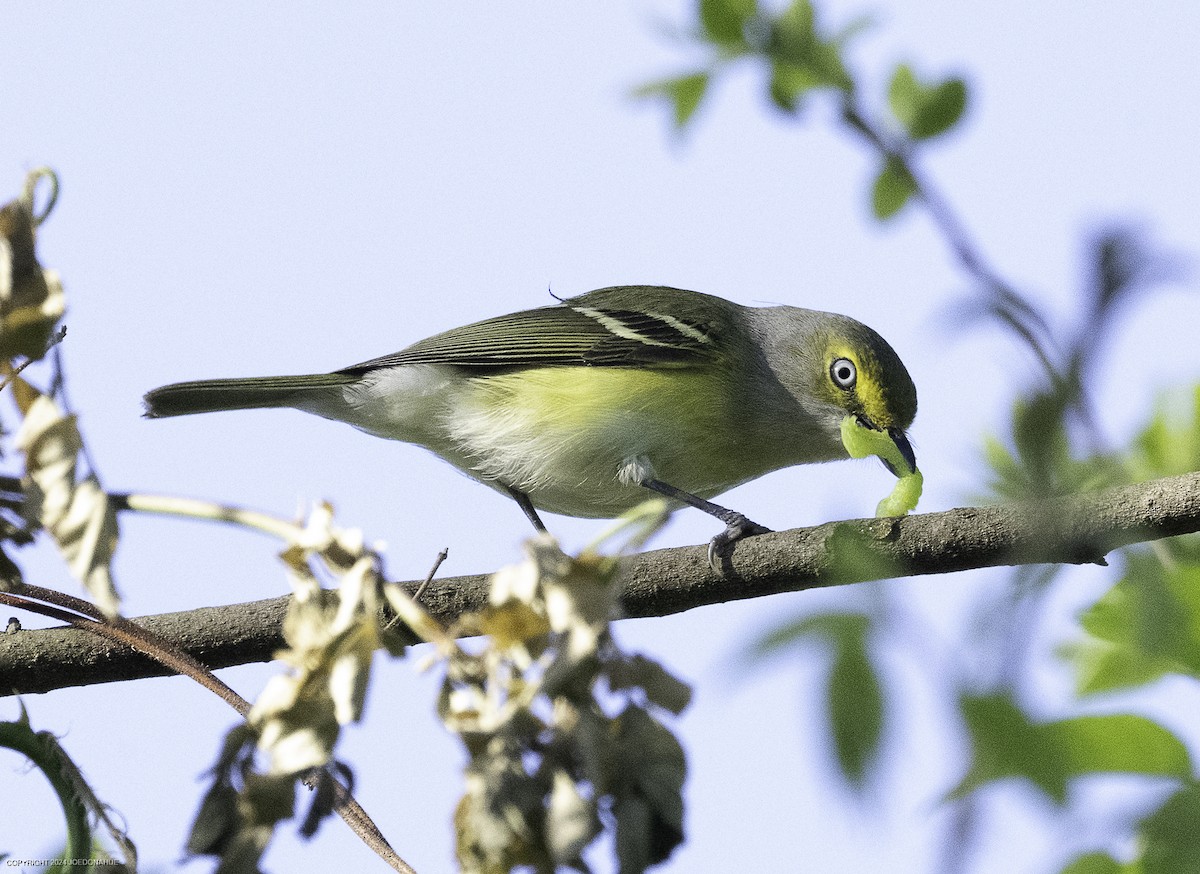 White-eyed Vireo - ML633917103