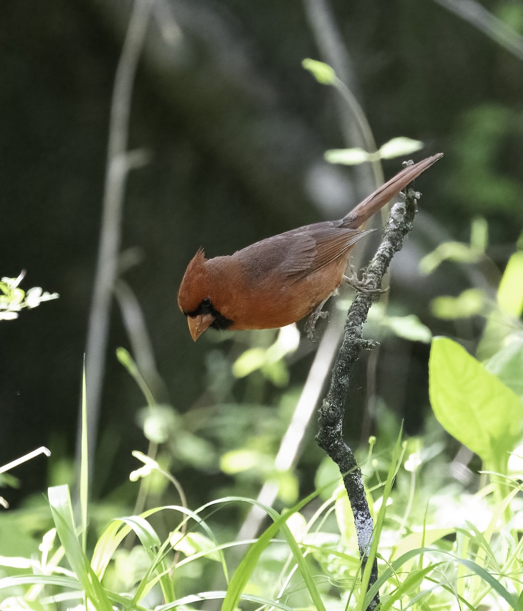 Northern Cardinal - ML633917165