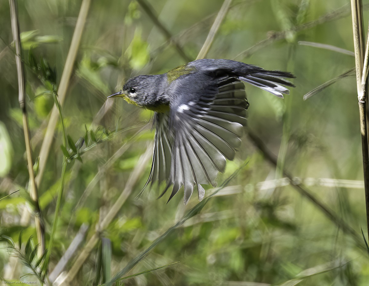 Northern Parula - ML633917190