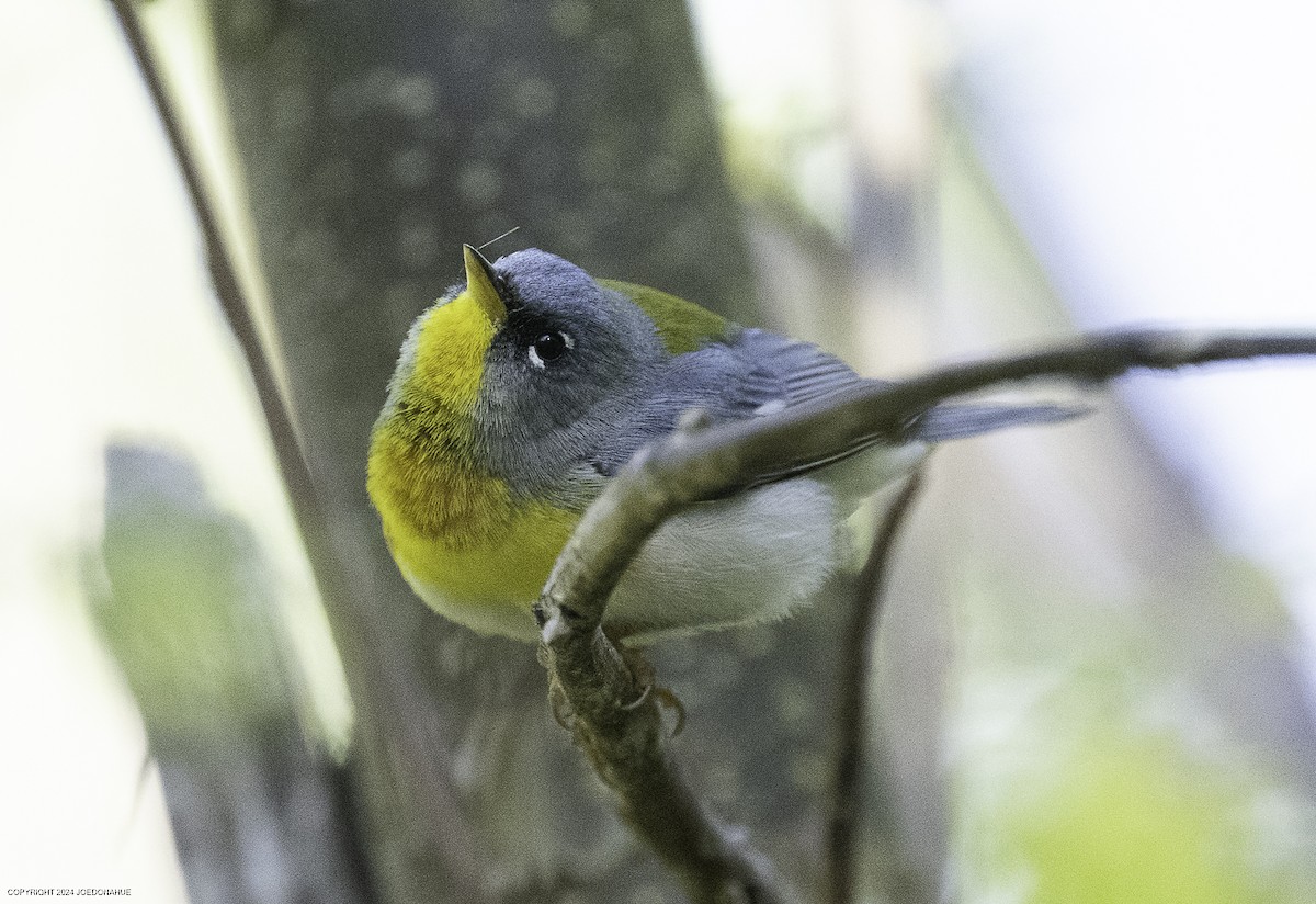 Northern Parula - ML633917192