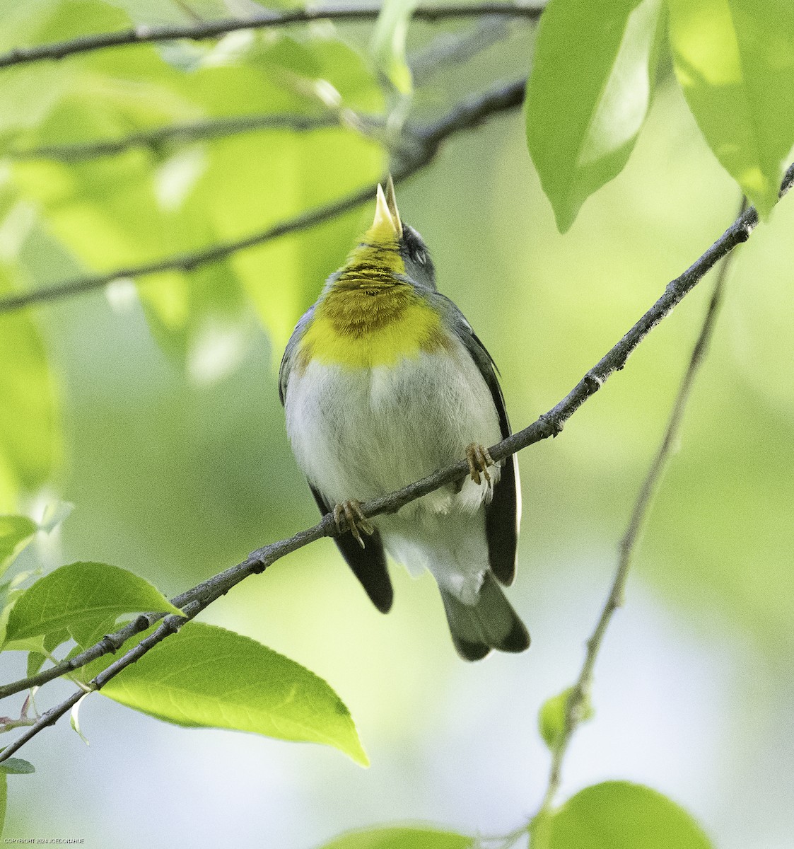Northern Parula - ML633917195