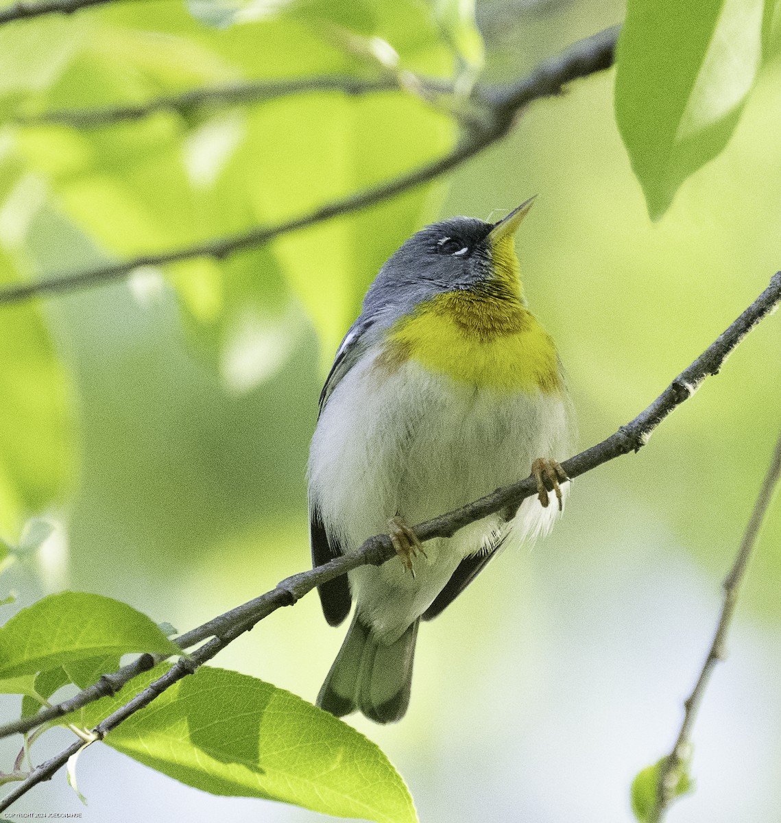 Northern Parula - ML633917196