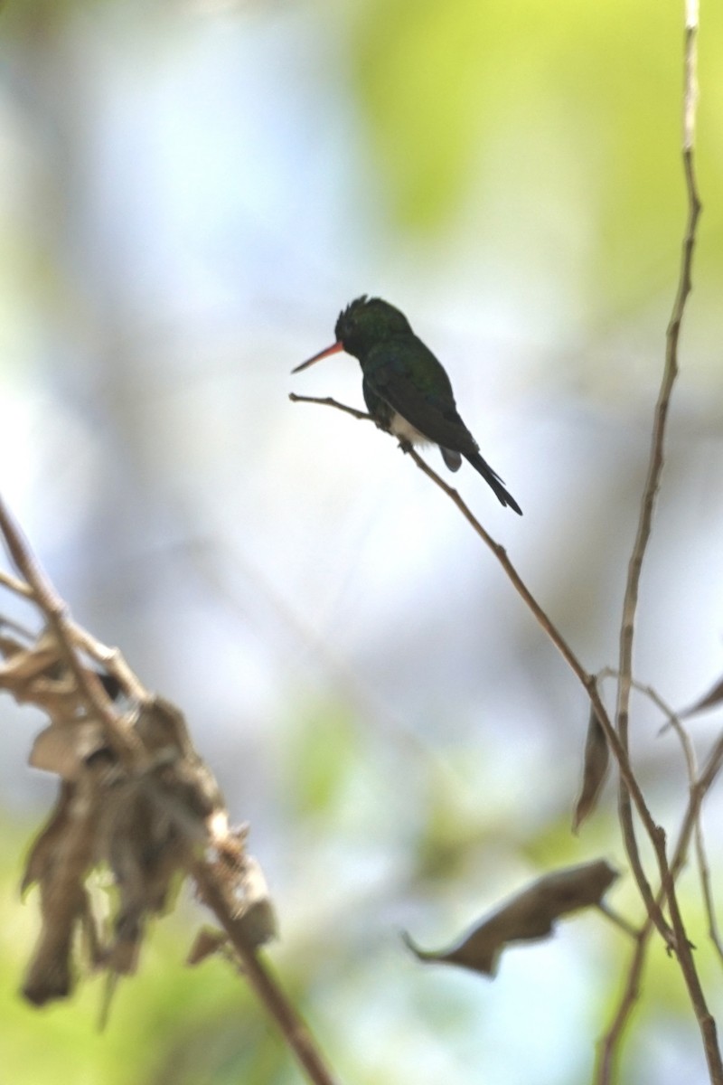 Golden-crowned Emerald - ML633917208