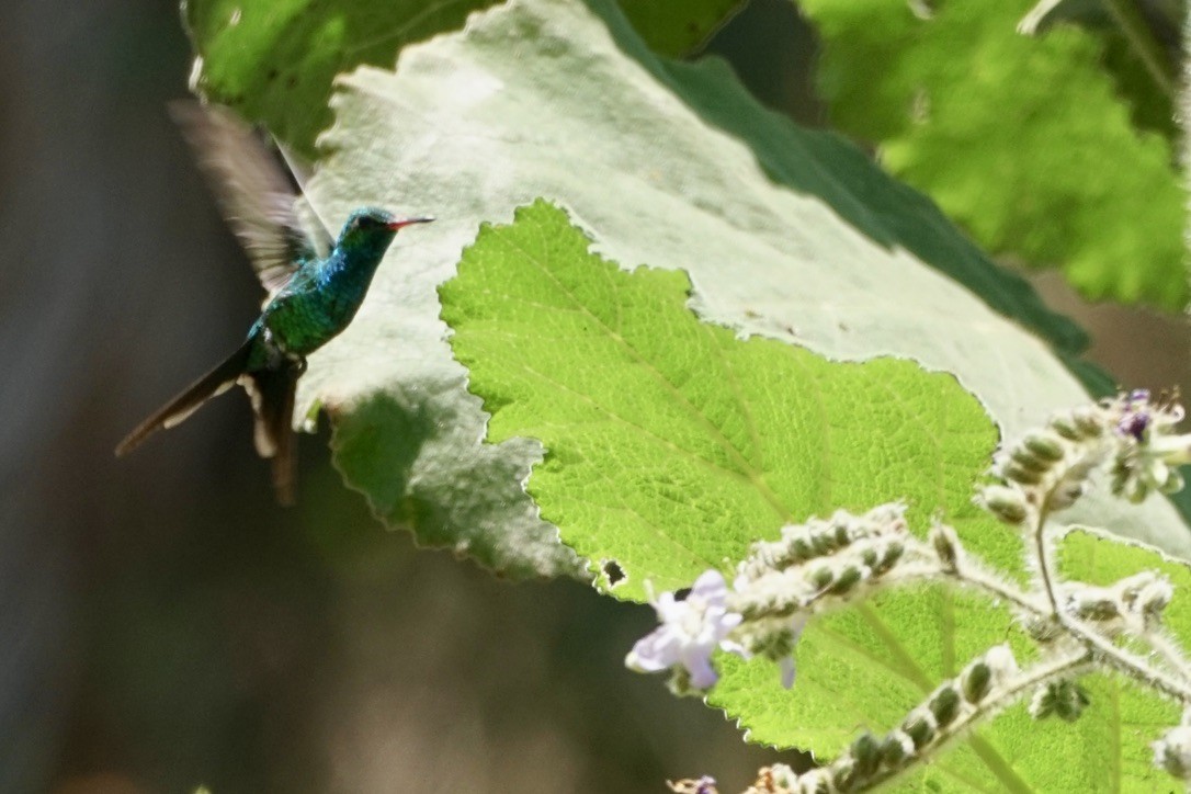 Golden-crowned Emerald - ML633917219