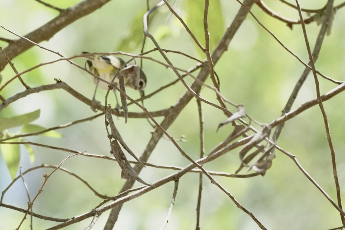 Blue-headed Vireo - ML633917258
