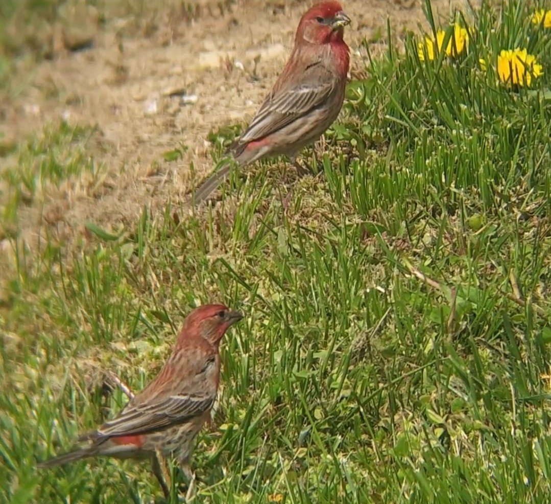 House Finch - ML633917268