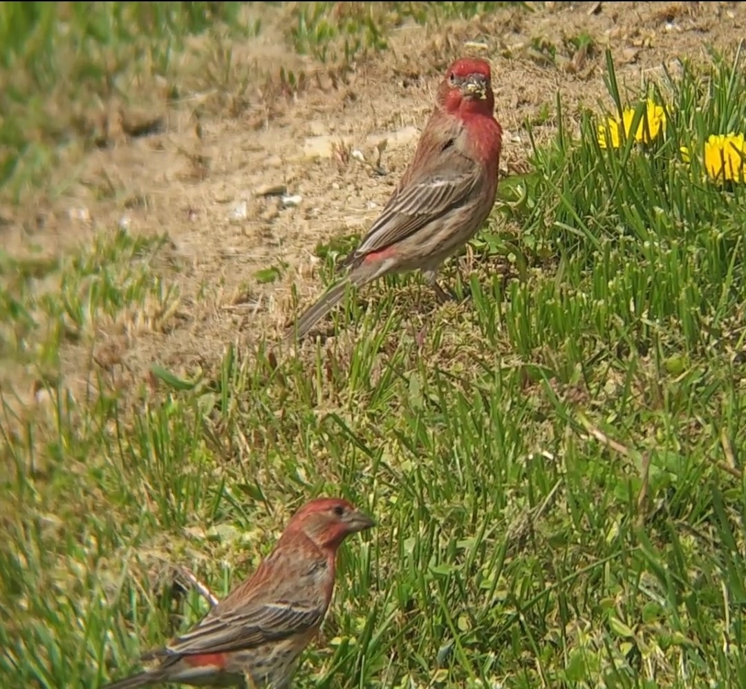 House Finch - ML633917278