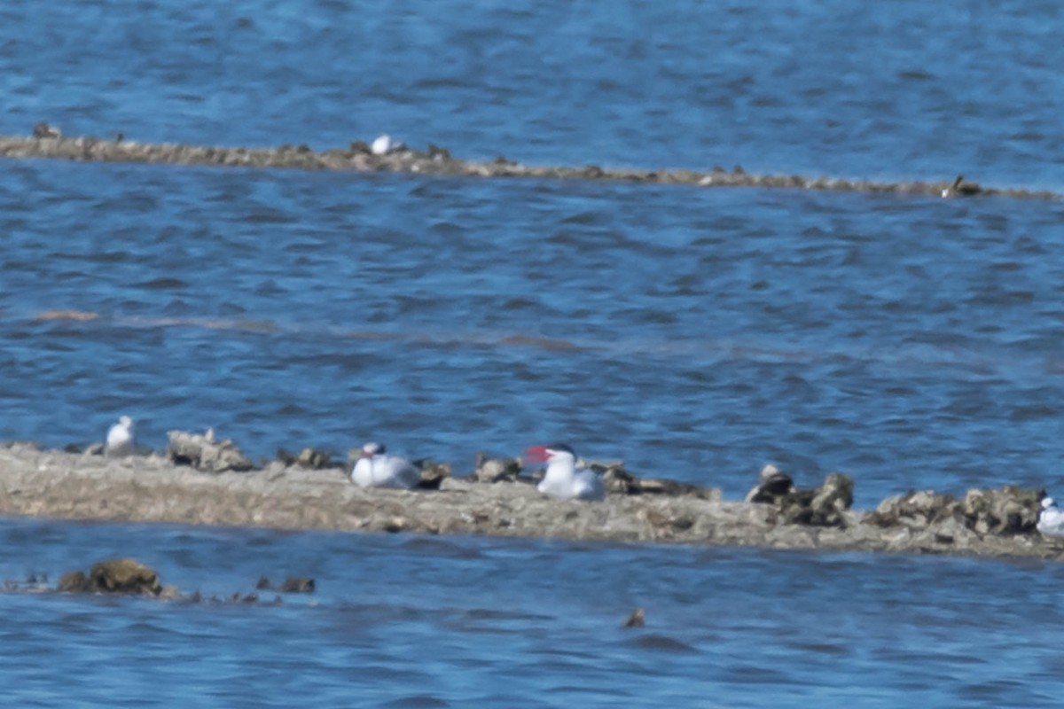 Caspian Tern - ML633917332