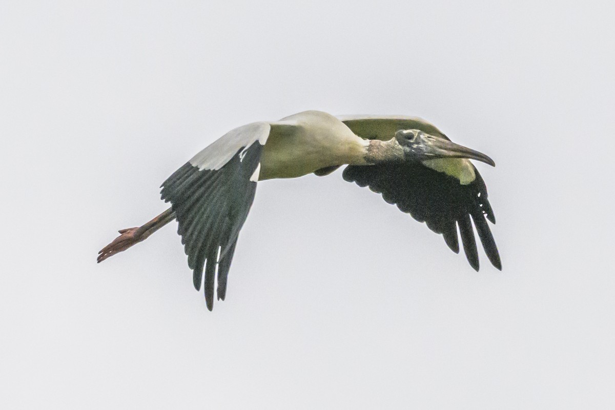 Wood Stork - ML633917386