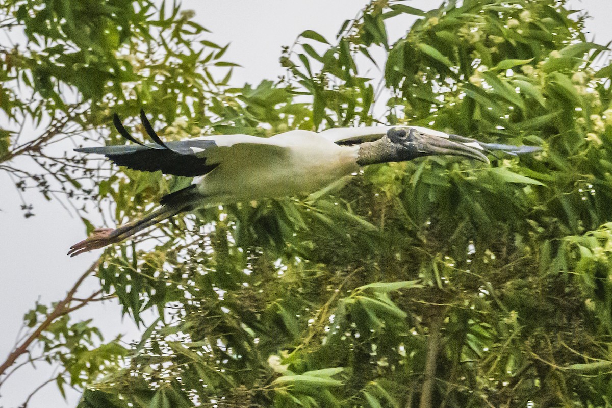 Wood Stork - ML633917388