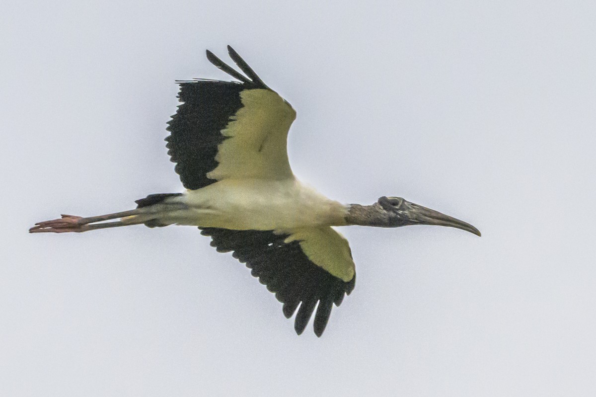 Wood Stork - ML633917390