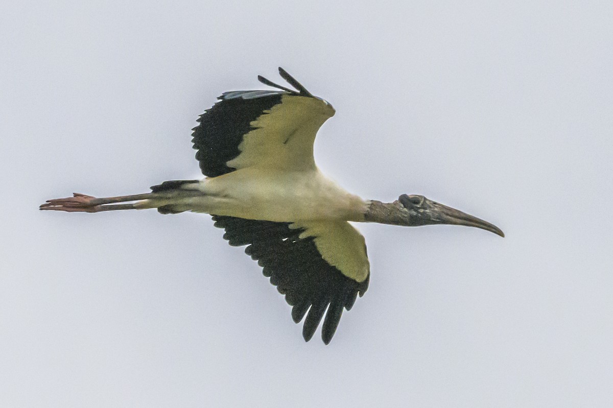 Wood Stork - ML633917393