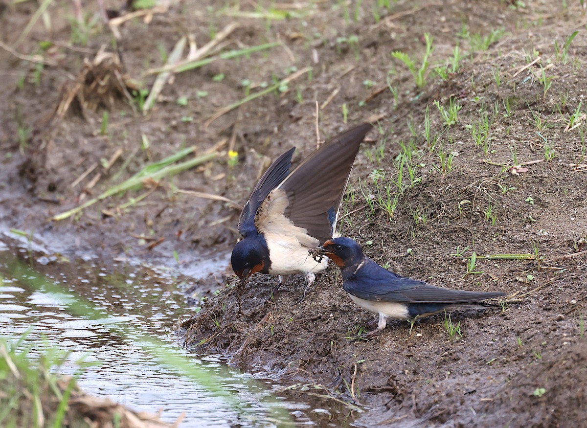 Barn Swallow - ML633917401