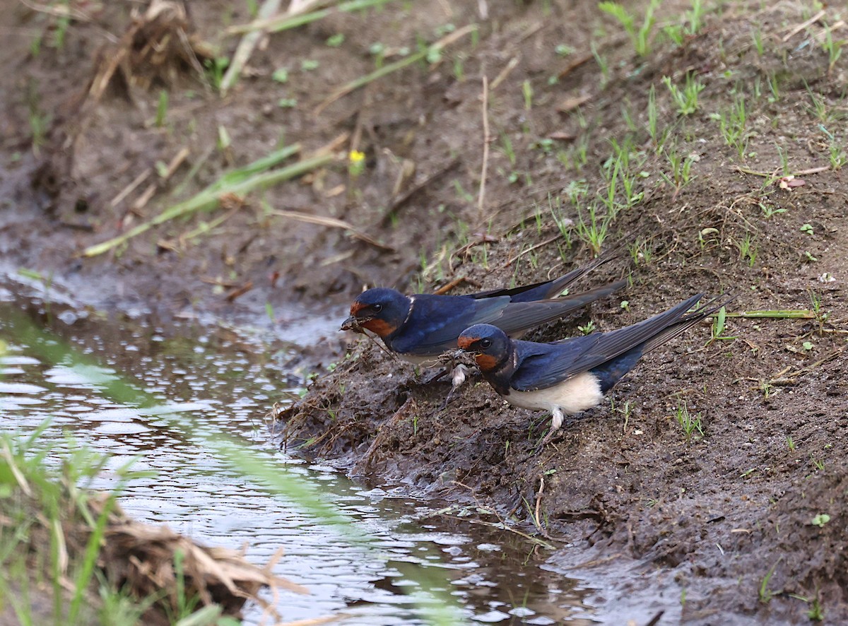 Barn Swallow - ML633917407