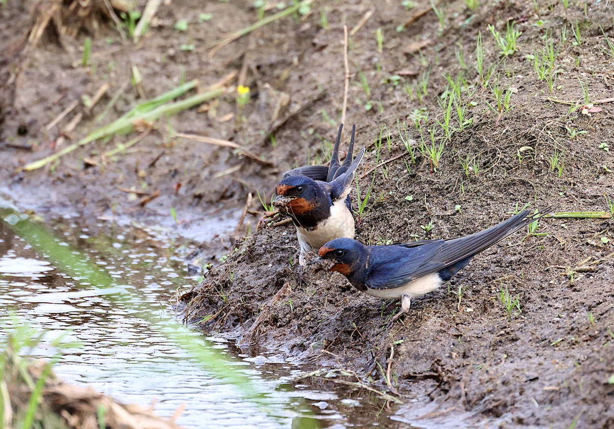 Barn Swallow - ML633917414