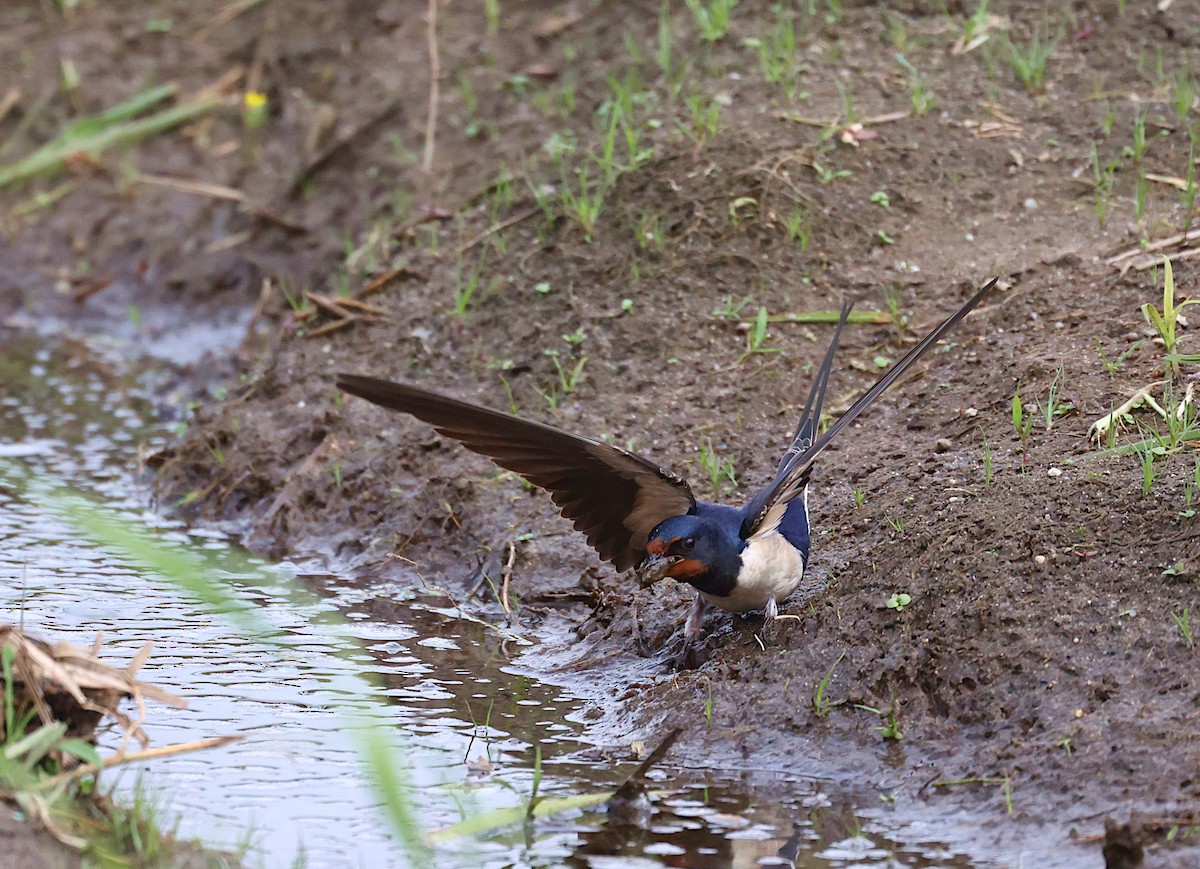 Barn Swallow - ML633917419