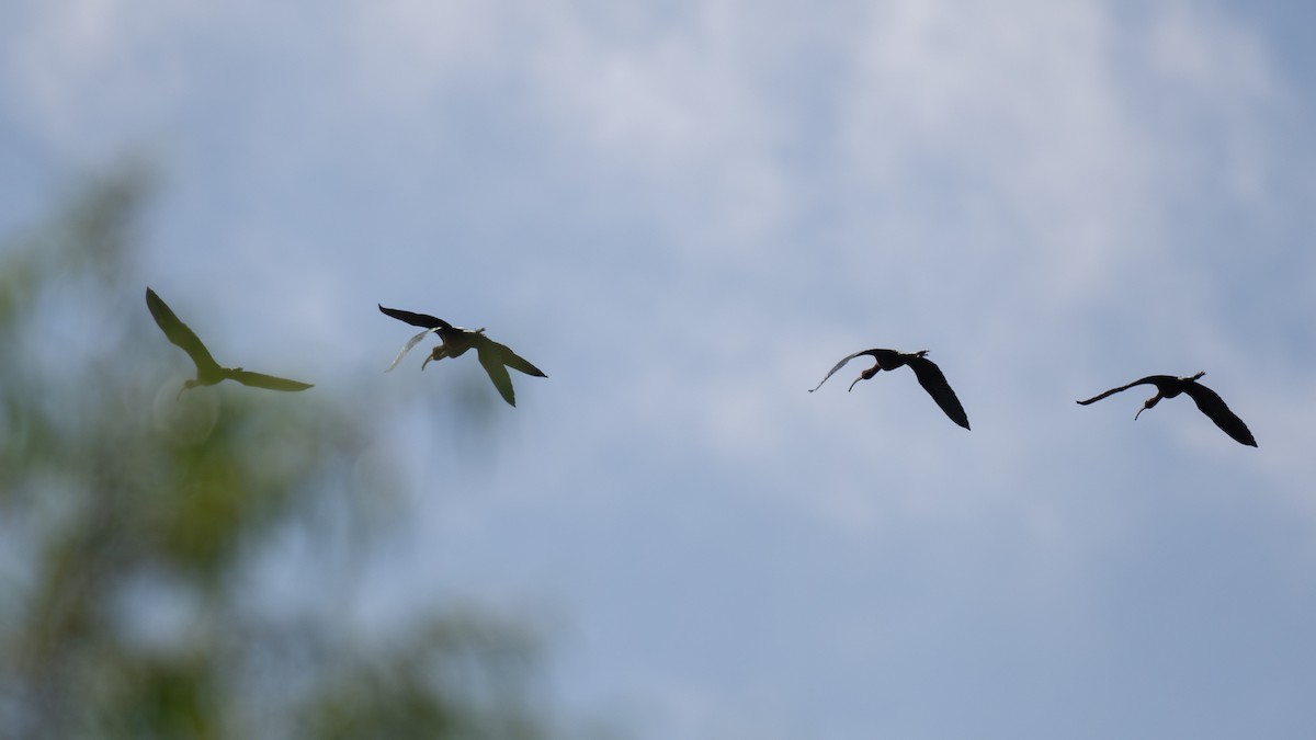 White-faced Ibis - ML633917498