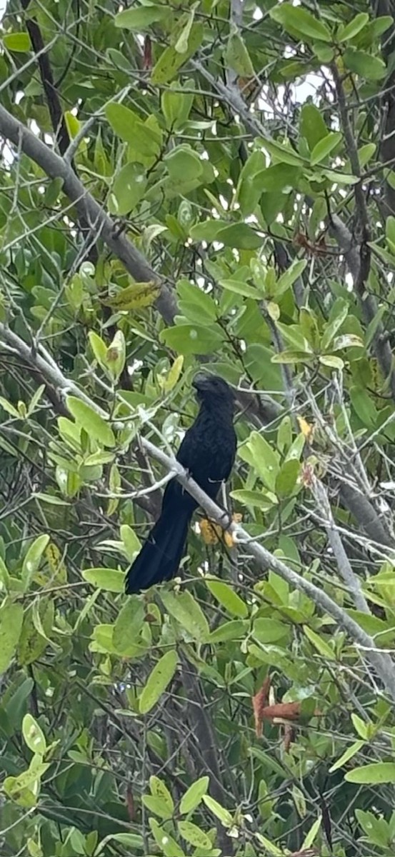 Smooth-billed Ani - ML633917577