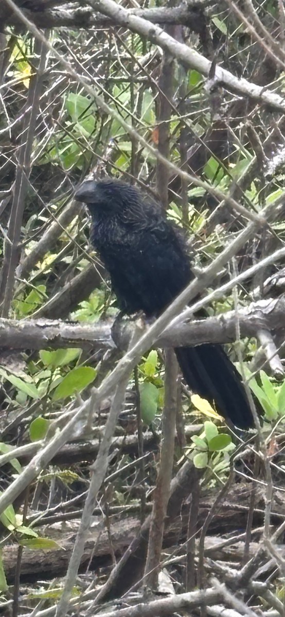 Smooth-billed Ani - ML633917578