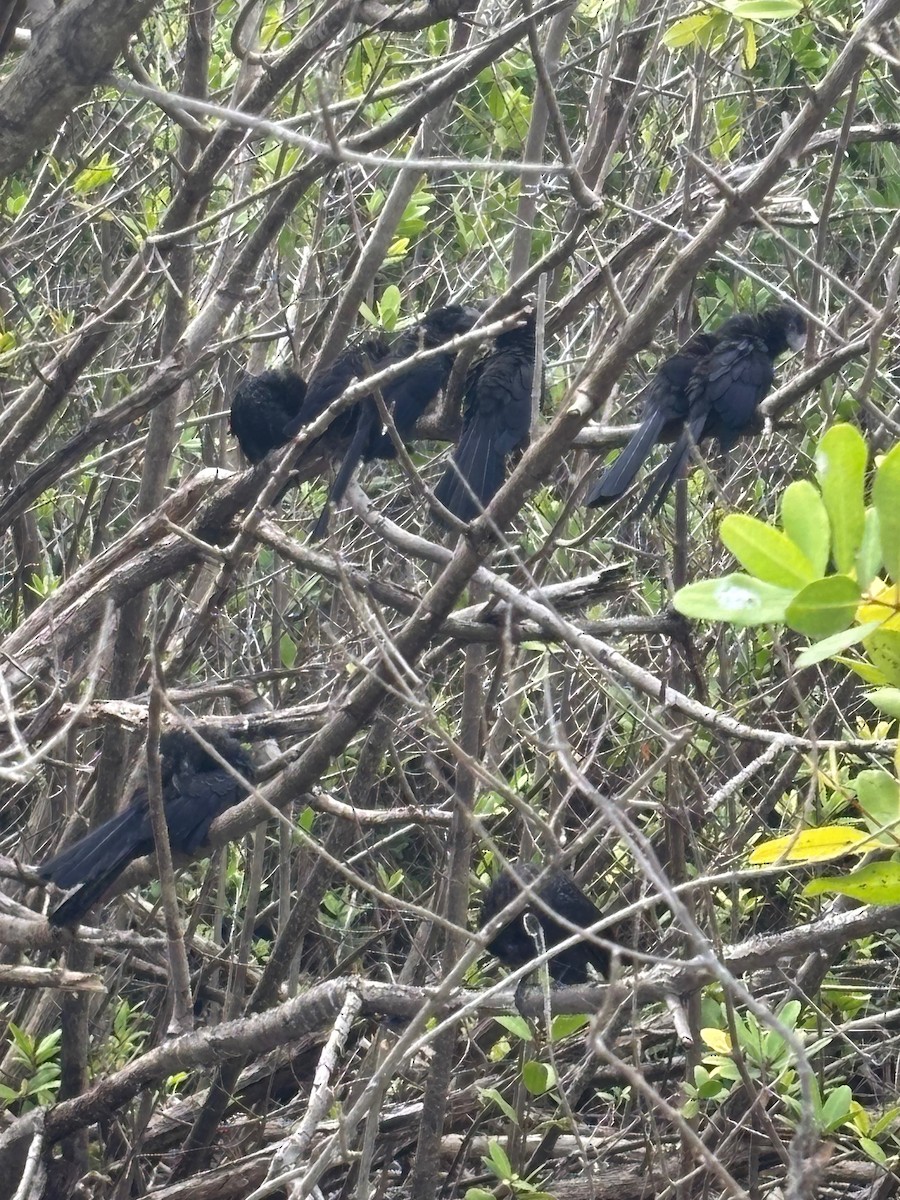 Smooth-billed Ani - ML633917579