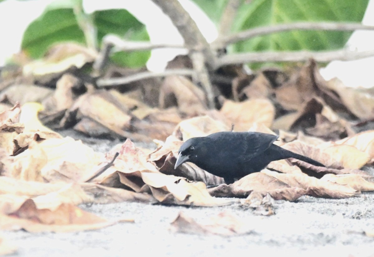 Трупіал-чернець чагарниковий - ML633917724