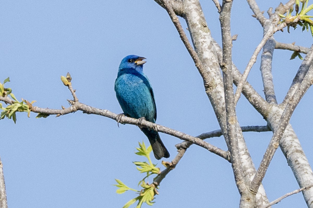 Indigo Bunting - ML633917743