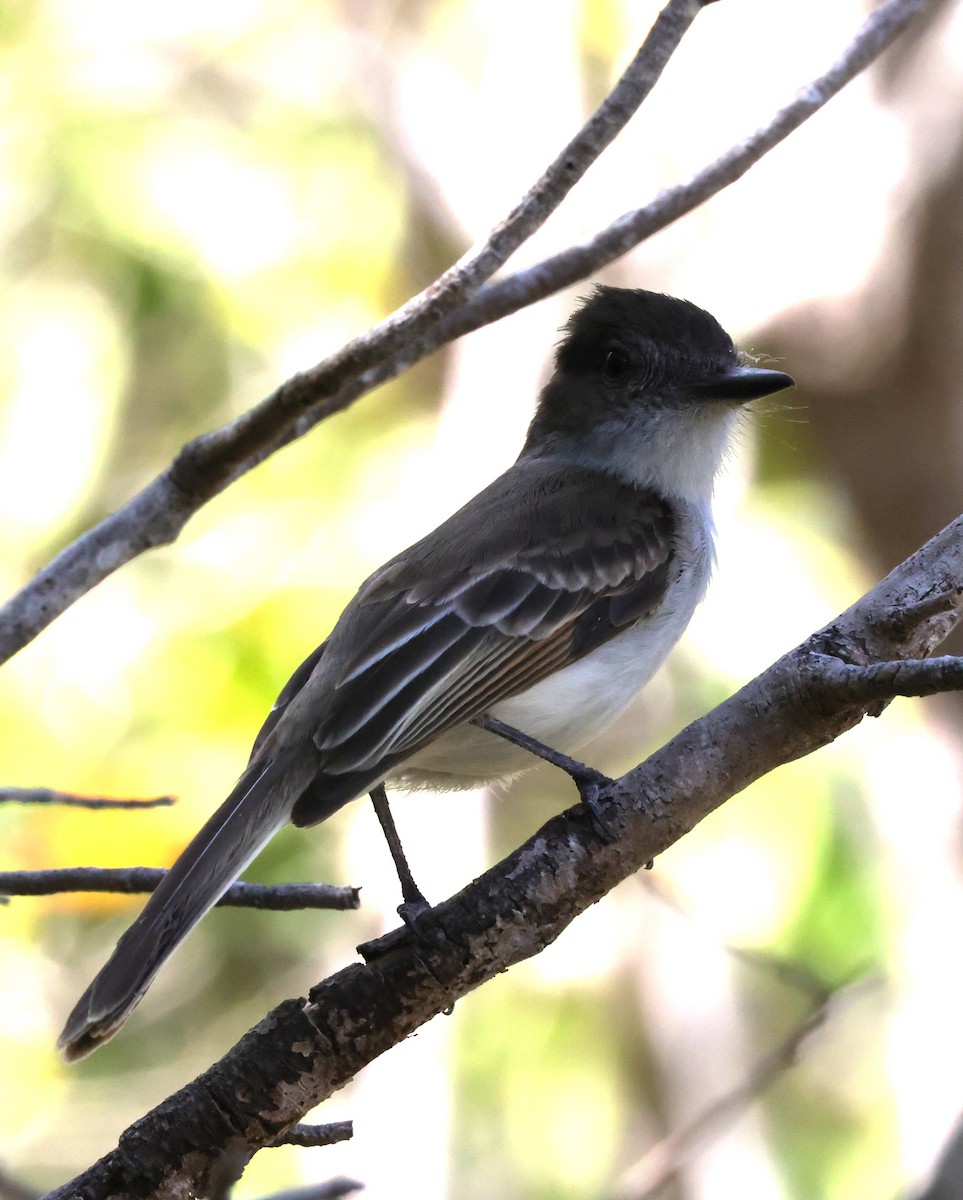 Puerto Rican Flycatcher - ML633917792