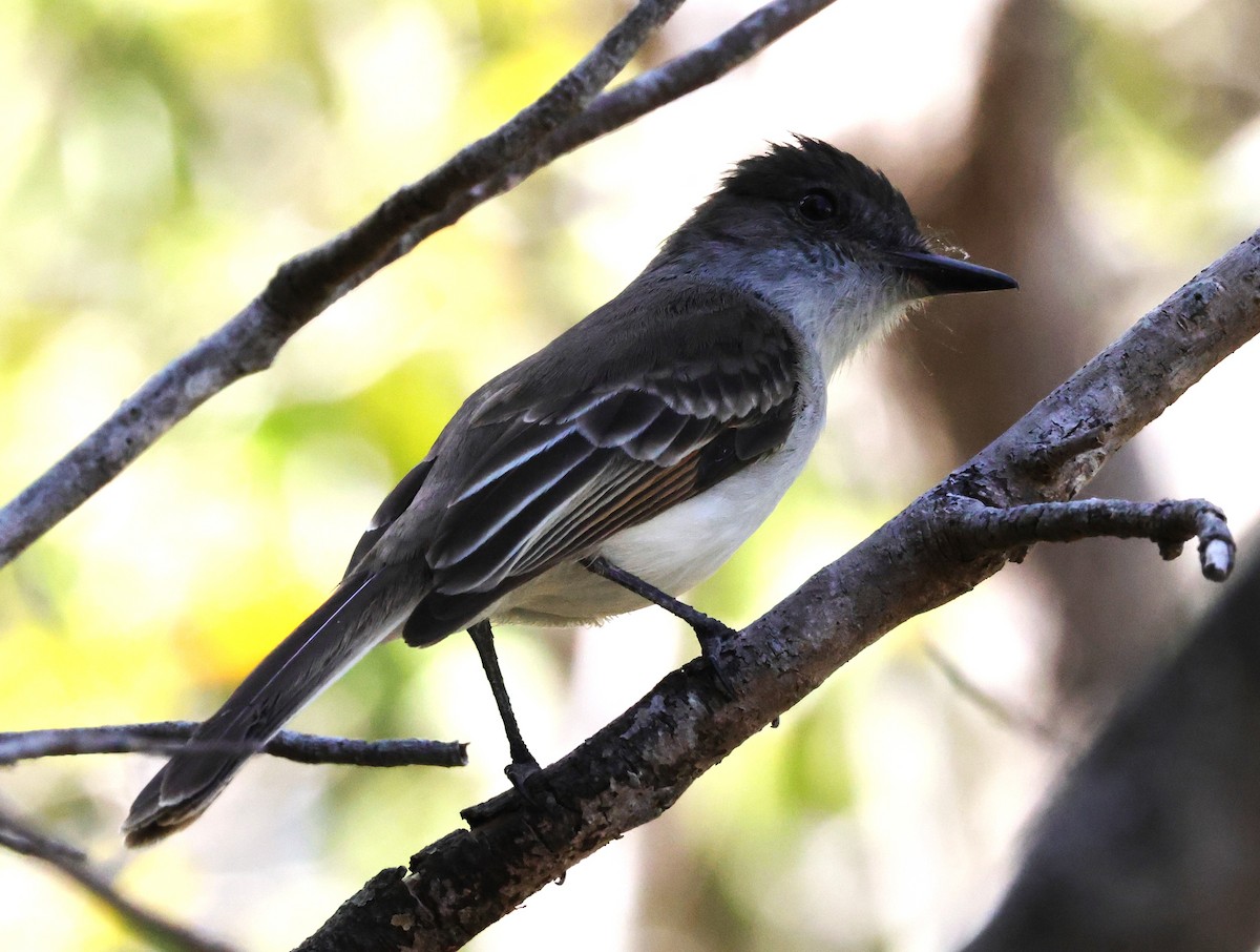 Puerto Rican Flycatcher - ML633917793