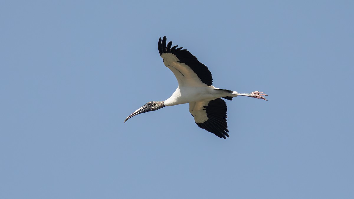 Wood Stork - ML633917803
