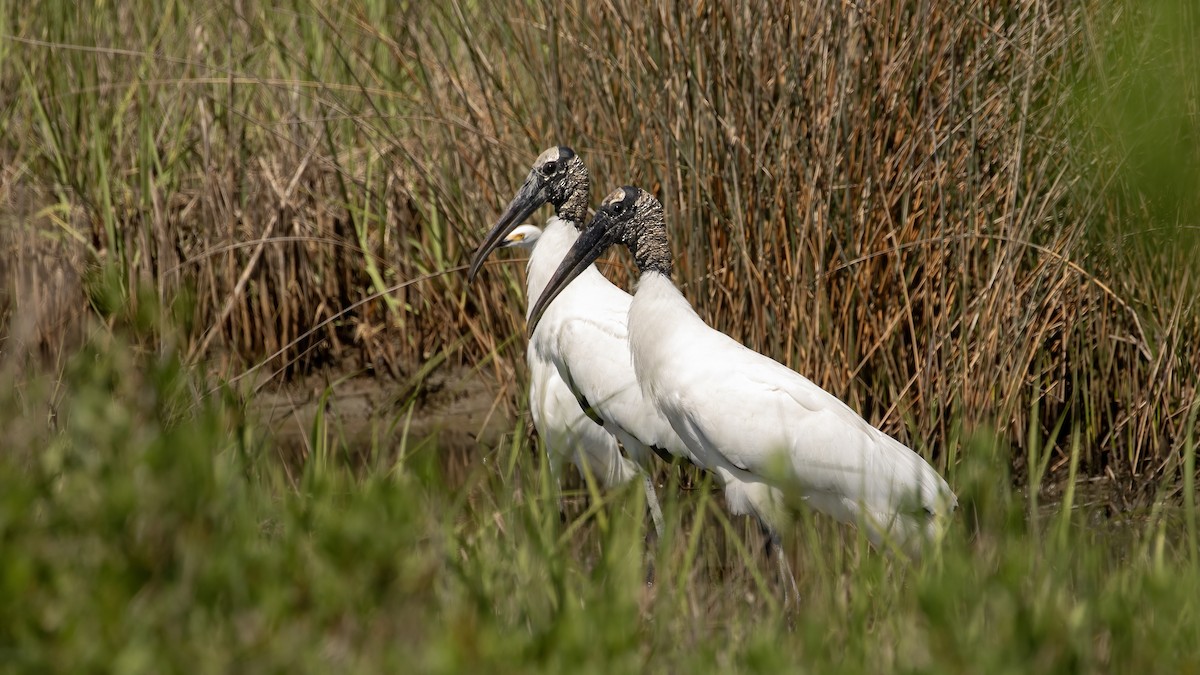 Wood Stork - ML633917804