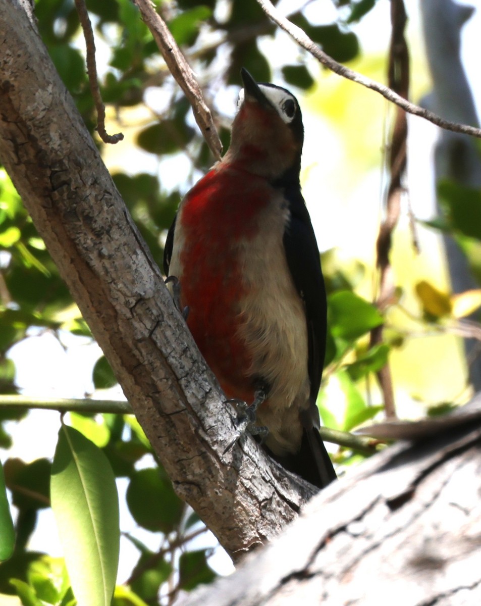 Puerto Rican Woodpecker - ML633917805