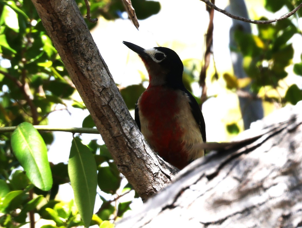 Puerto Rican Woodpecker - ML633917806
