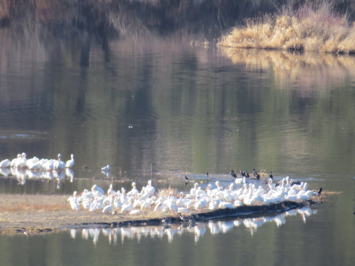 American White Pelican - ML633917807