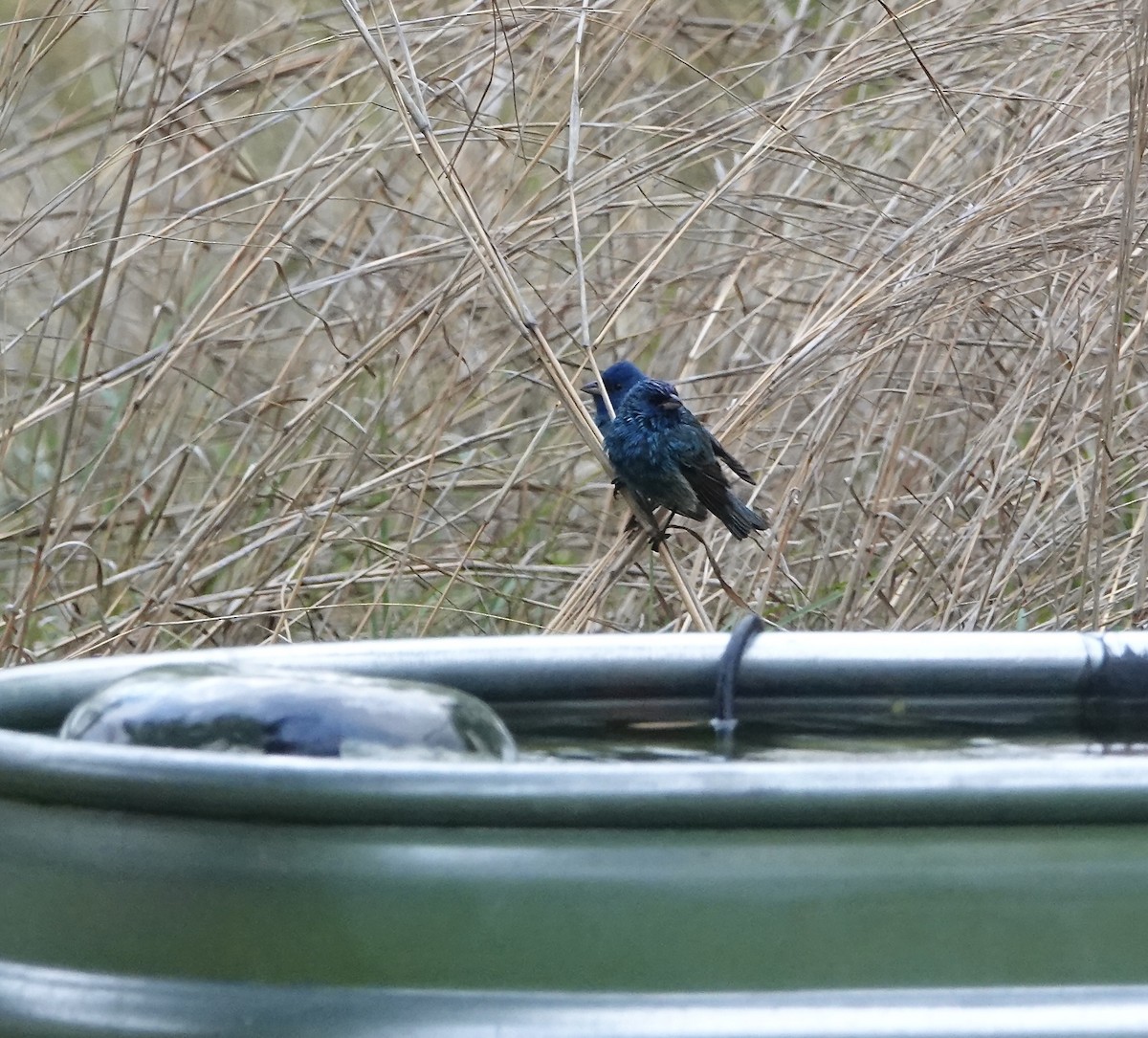 Indigo Bunting - ML633917818