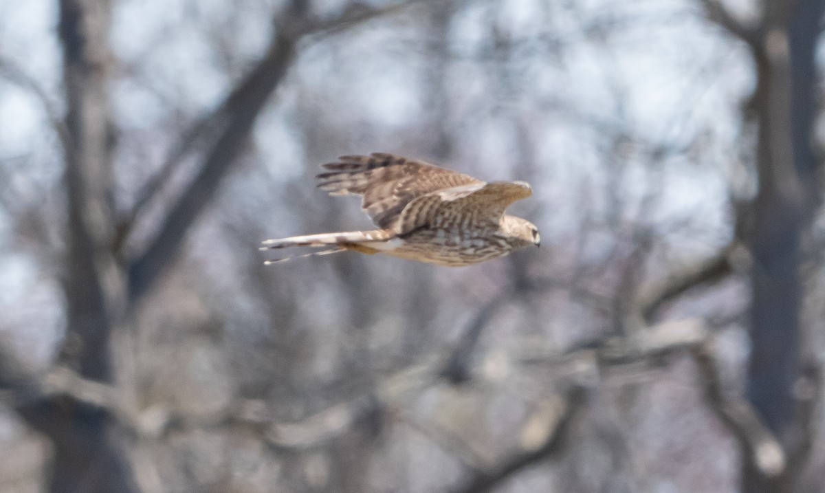 Sharp-shinned Hawk - ML633918034