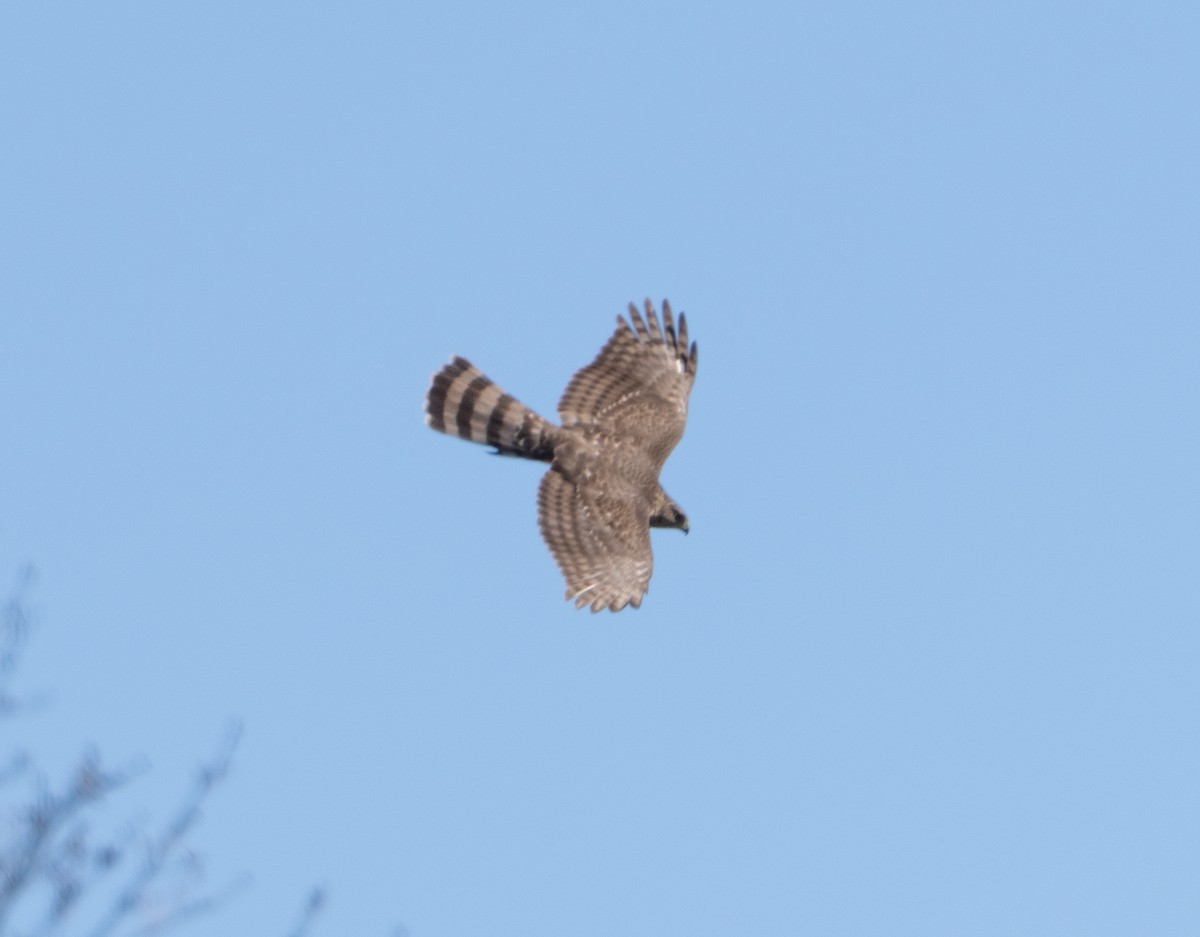 Sharp-shinned Hawk - ML633918035