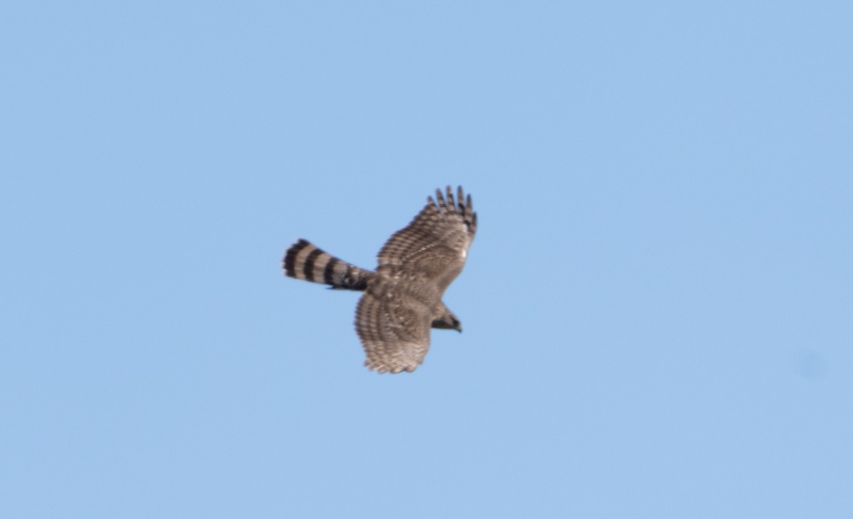 Sharp-shinned Hawk - ML633918036