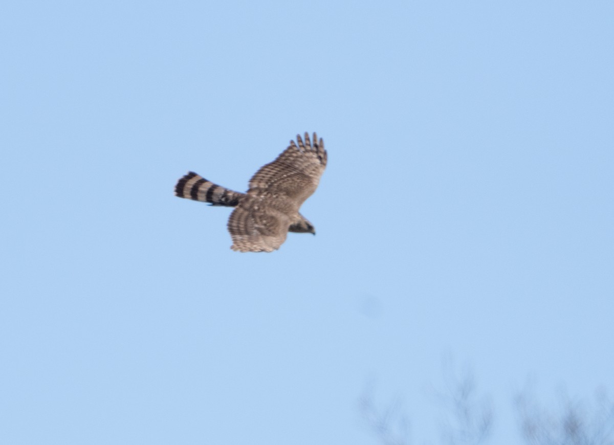 Sharp-shinned Hawk - ML633918037