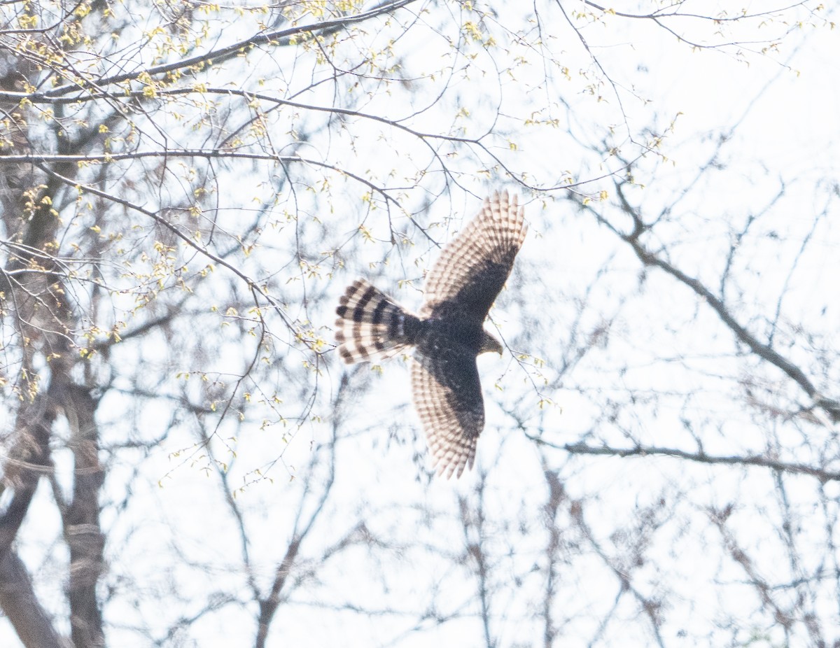 Sharp-shinned Hawk - ML633918038