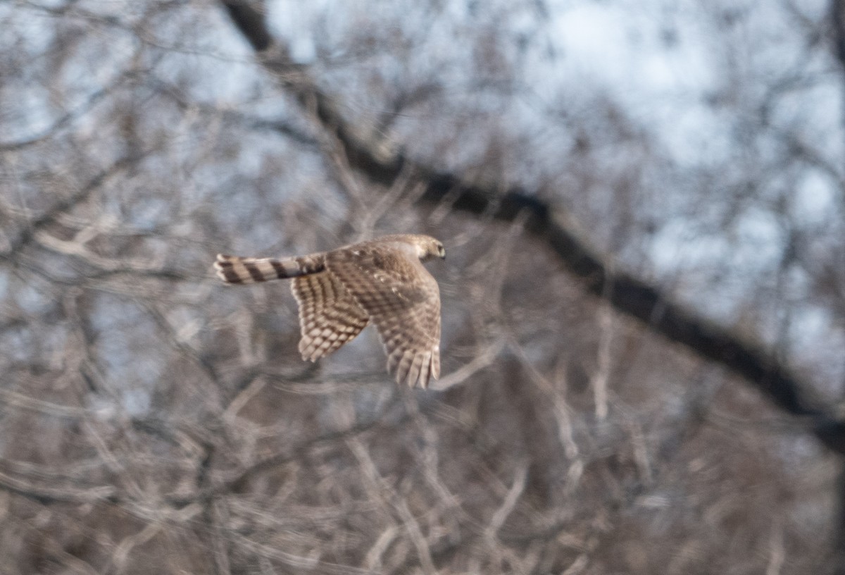 Sharp-shinned Hawk - ML633918039