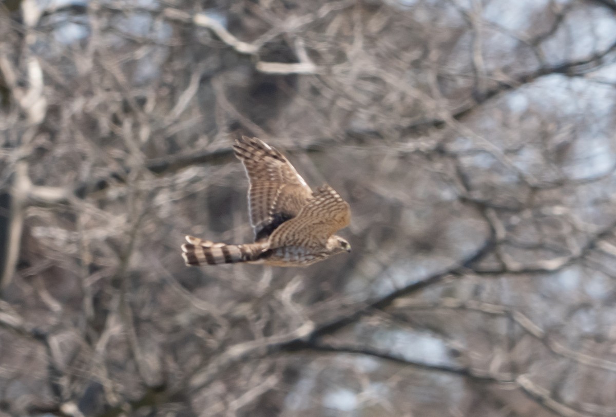 Sharp-shinned Hawk - ML633918040