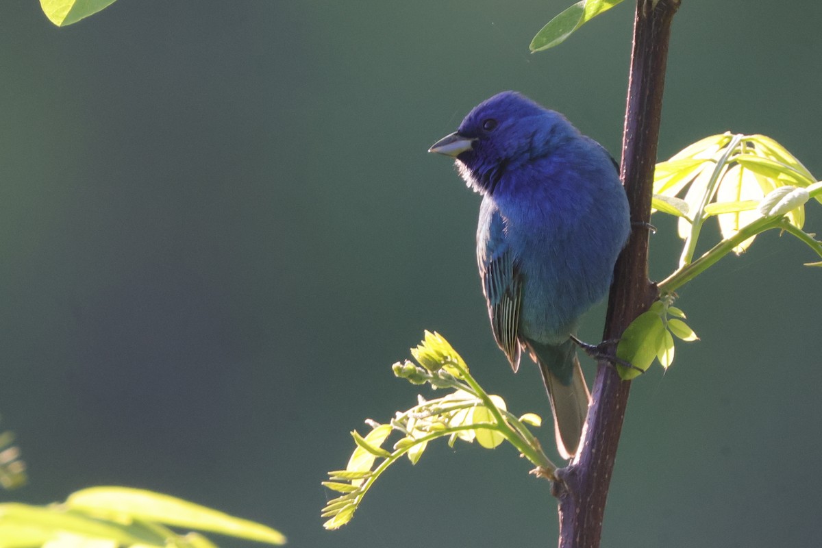 Indigo Bunting - ML633918071