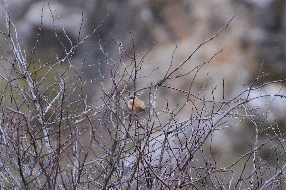 Spectacled Warbler - ML633918075