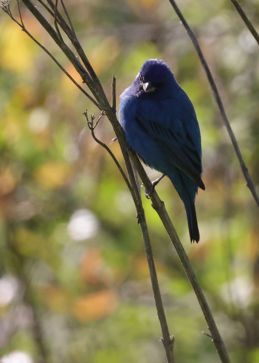 Indigo Bunting - ML633918101