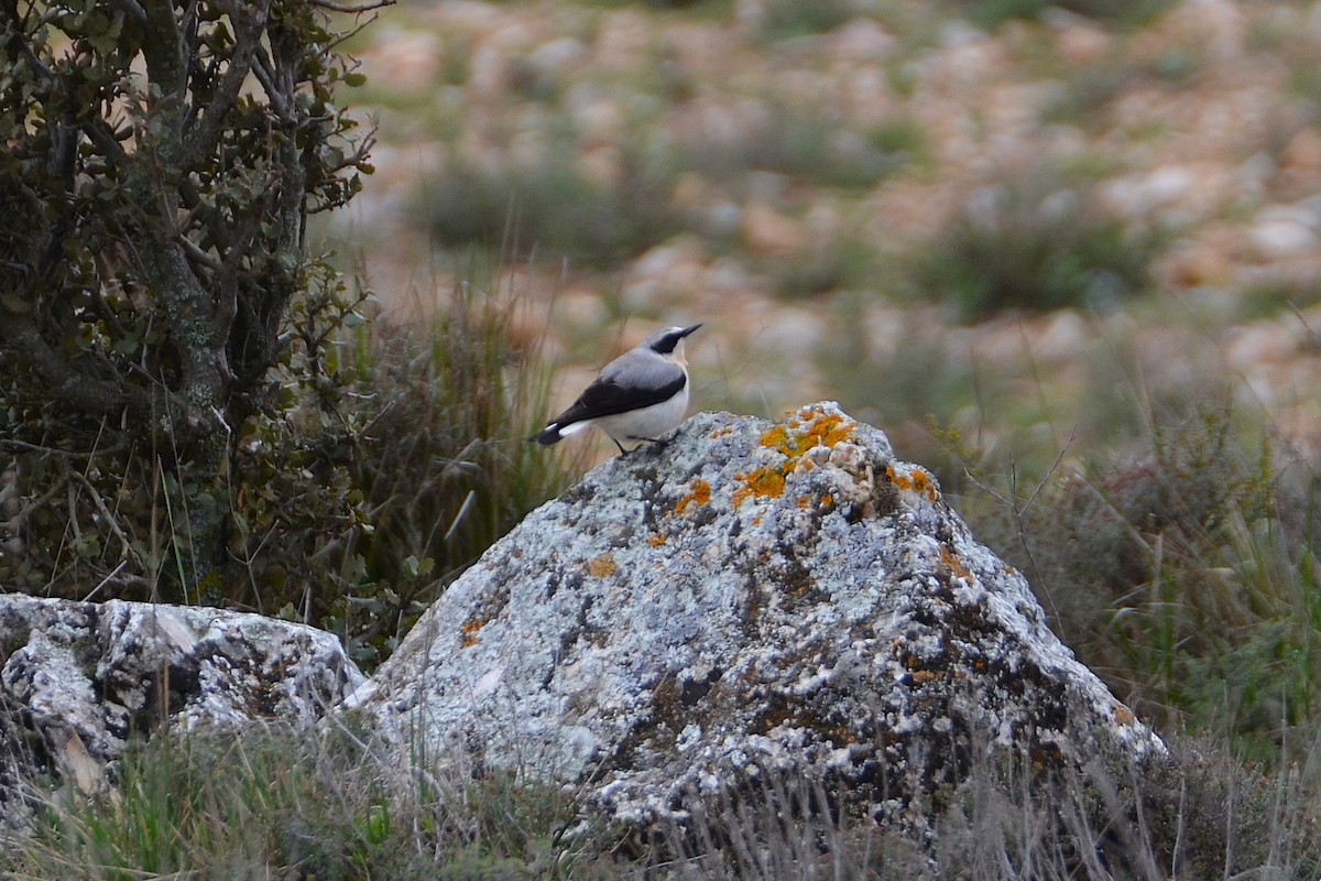 Northern Wheatear - ML633918120