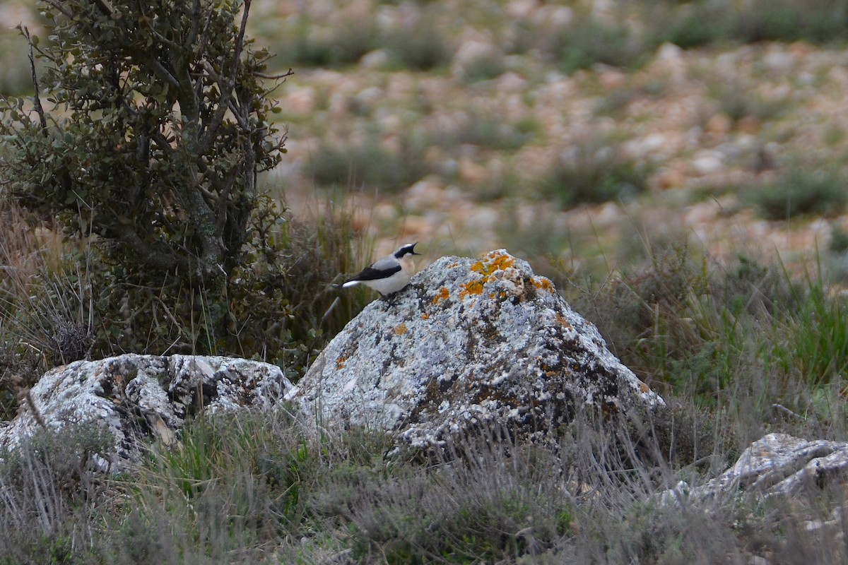 Northern Wheatear - ML633918125
