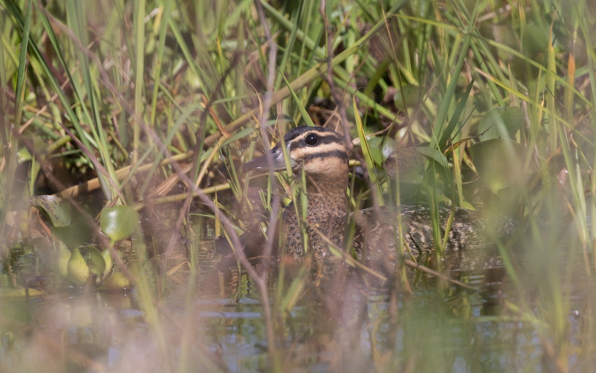 Masked Duck - ML633918151